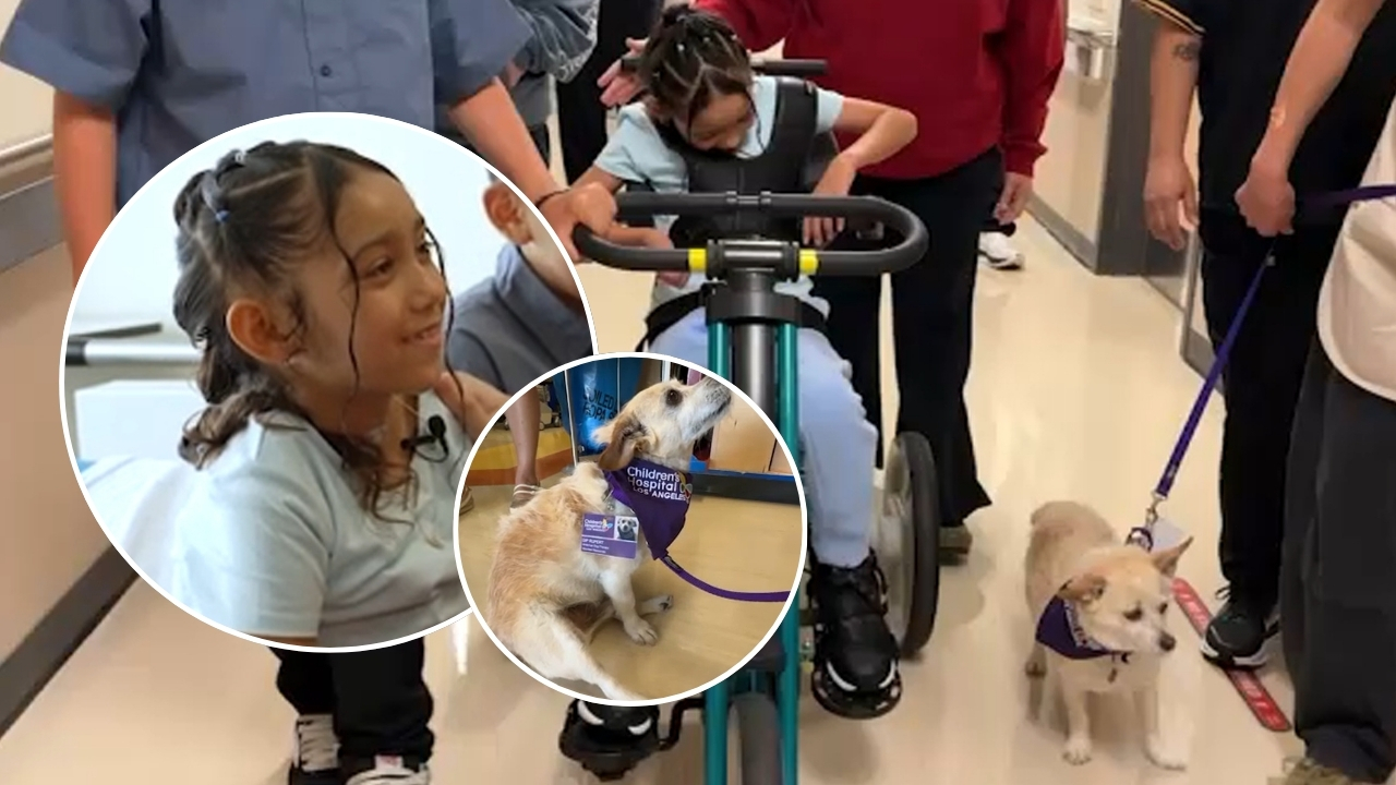 SoCal girl with crippling spinal injury draws inspiration from a therapy dog with the same injury