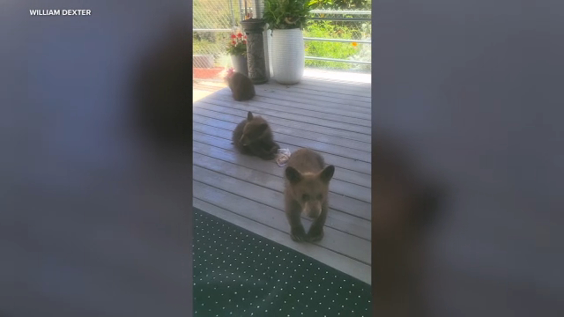 3 bear cubs wander into Yucaipa backyard