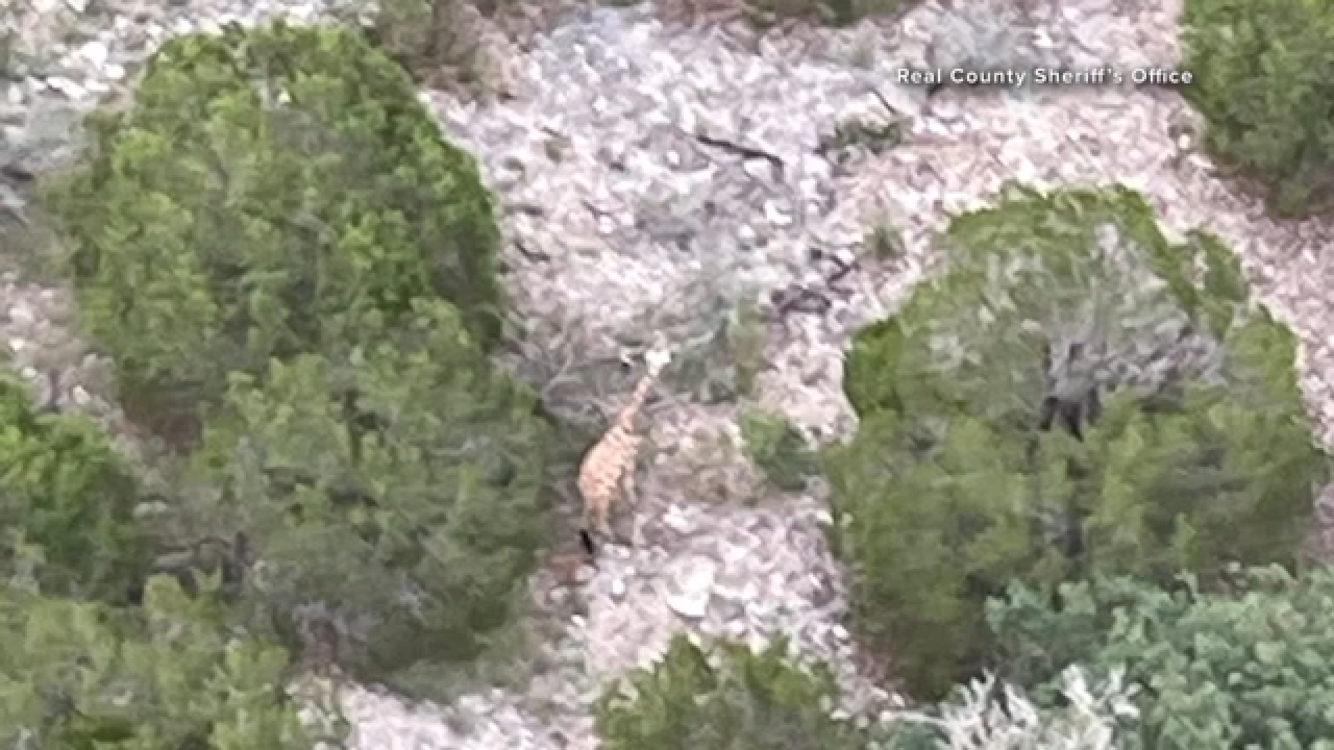 Gracie the Giraffe, who was on the loose in Texas Hill Country, found safe, authorities say