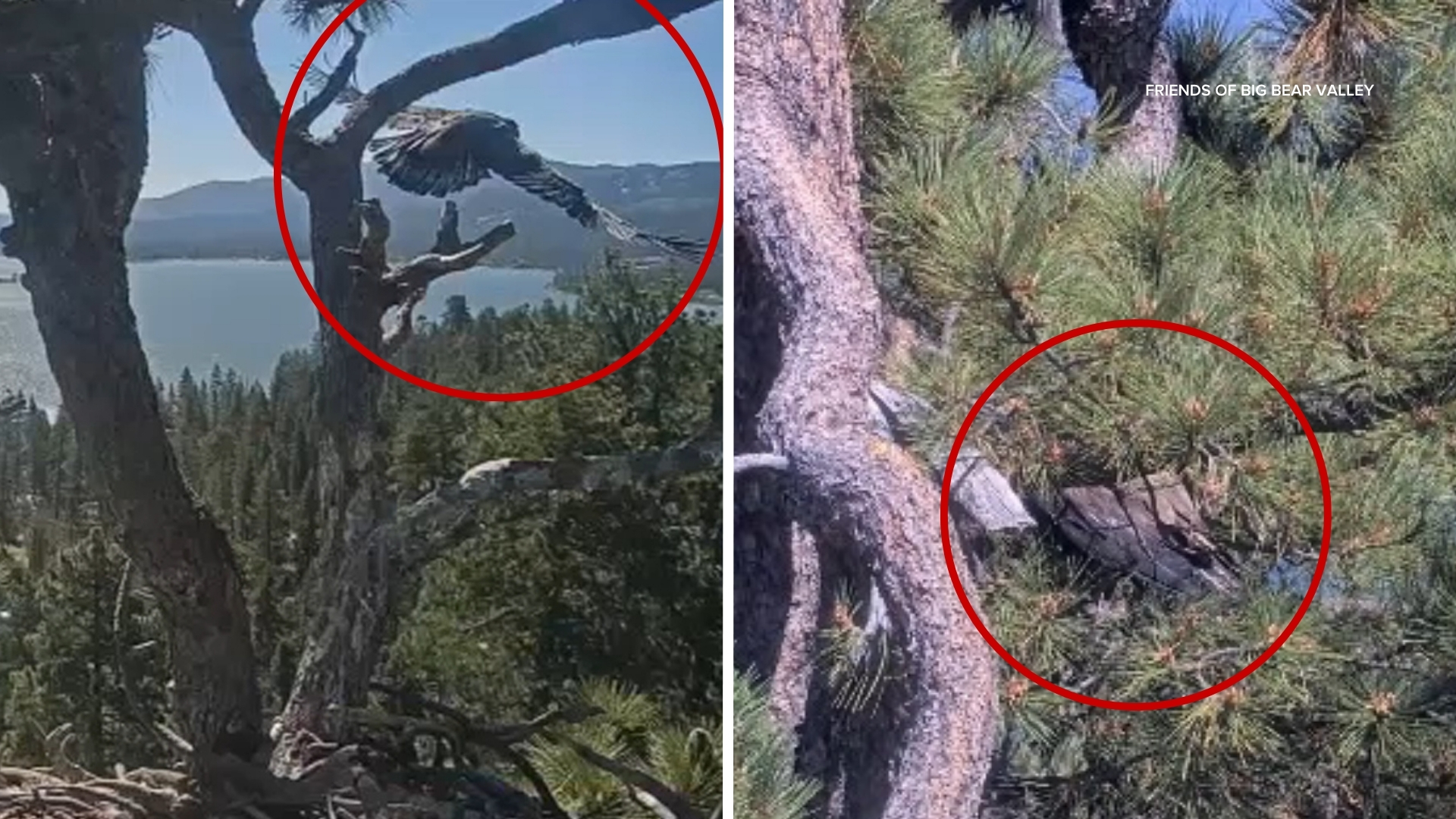 Eaglet Luna takes his 1st flight; sister Sandy spotted 1 day after fall from Big Bear nest