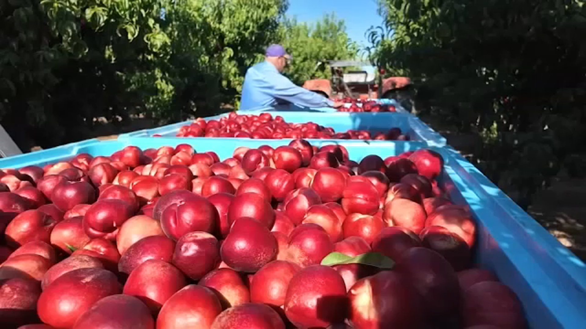 CA farmer giving away 125,000+ pounds of nectarines amid lawsuit: 'They left me no other option'