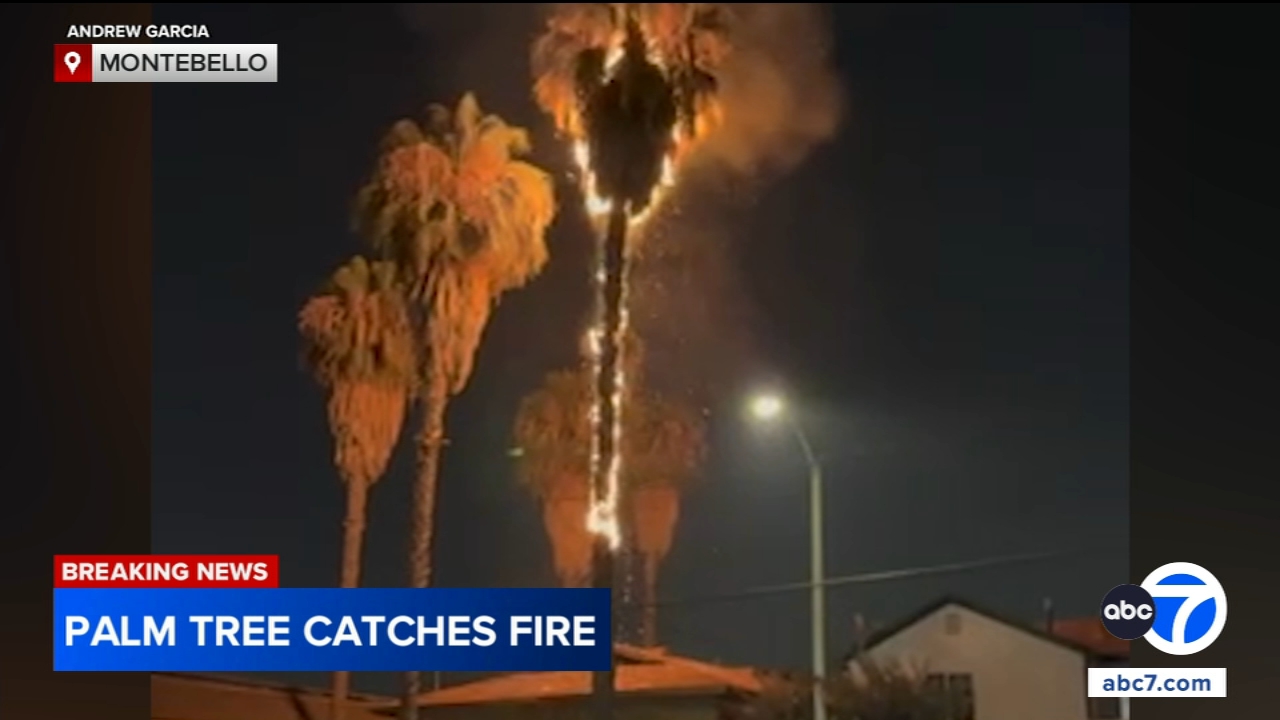 Palm tree catches fire in Montebello