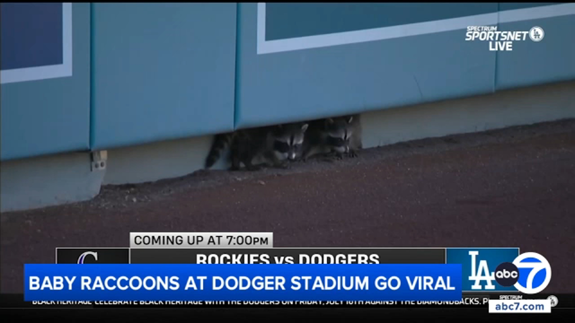 Baby raccoons make unexpected visit to Dodger Stadium