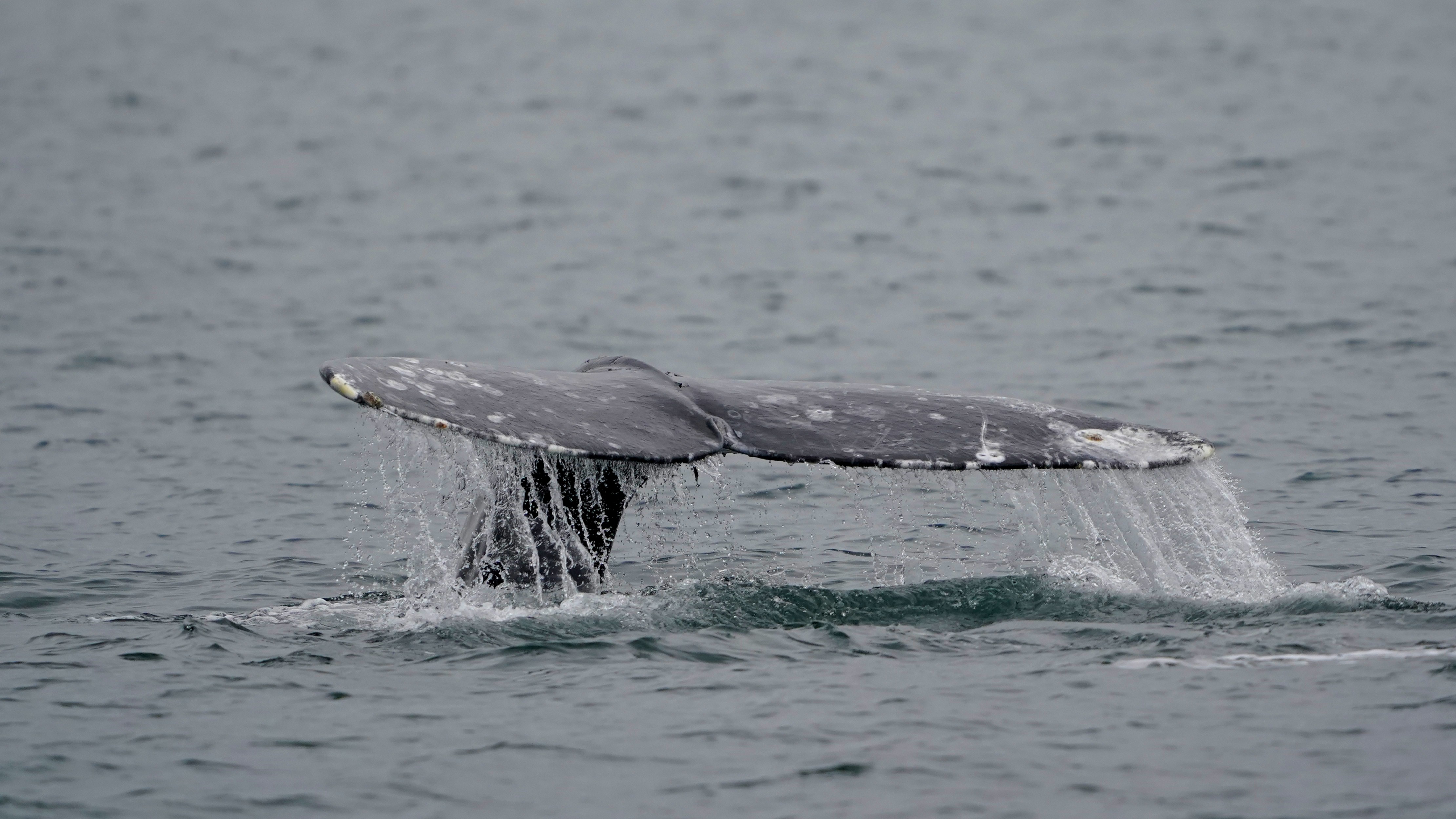 Experts warn 2026 could be one of the deadliest years on record for whales on the West Coast