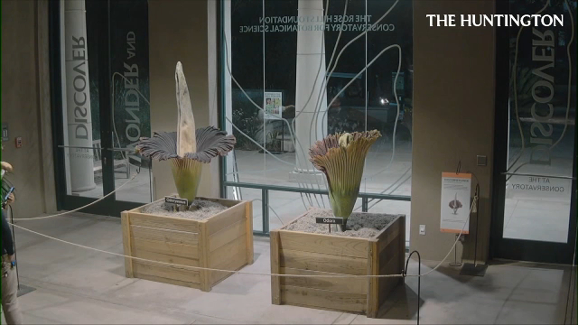 2 corpse flowers bloom within hours of each other at The Huntington Library and Gardens