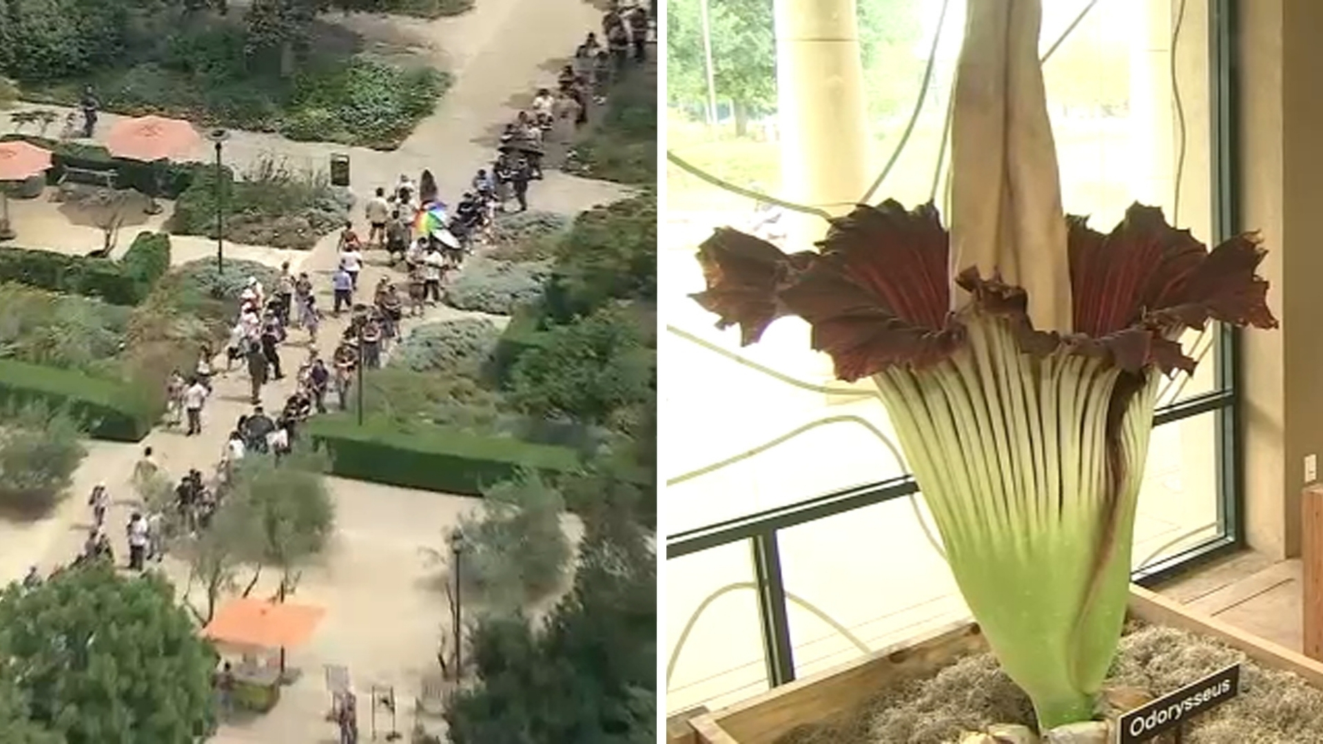 Thousands line up for hours to see 2 stinky, blooming corpse flowers at The Huntington in San Marino