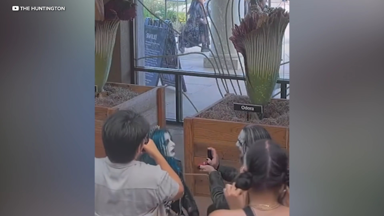 Love stinks: Couple gets engaged beside rare corpse flower bloom at Huntington Botanical Gardens
