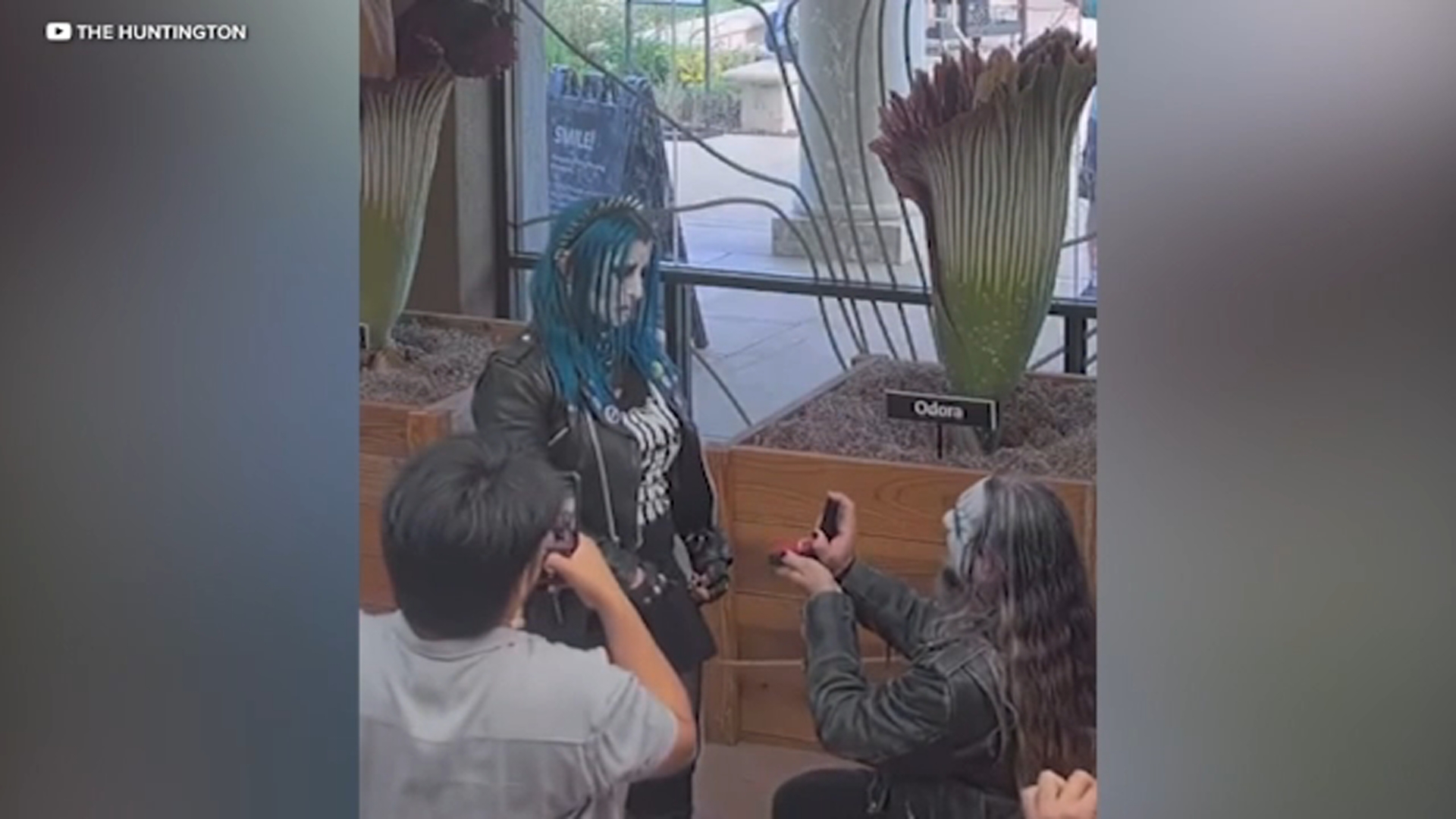 Love stinks: Couple gets engaged beside rare corpse flower bloom at Huntington Botanical Gardens