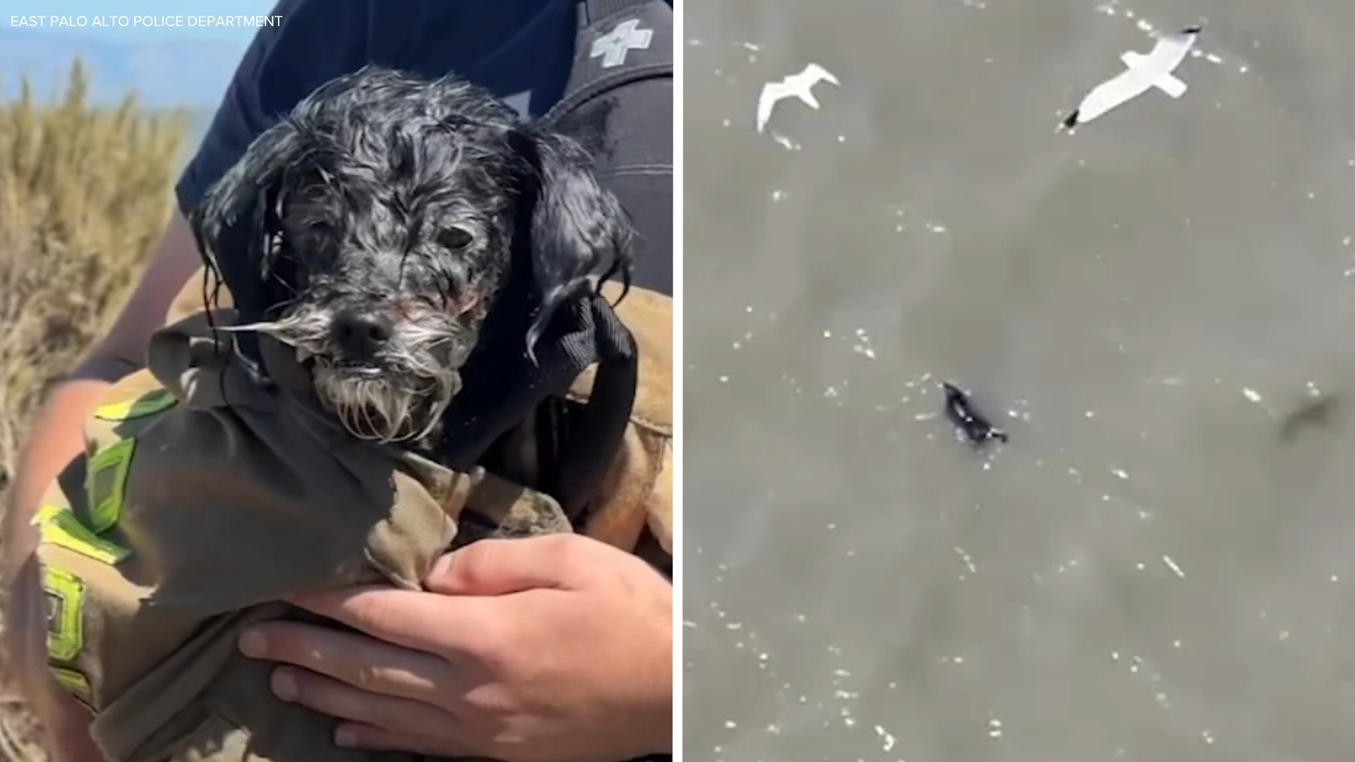 Small dog missing since 4th of July rescued in San Francisco Bay